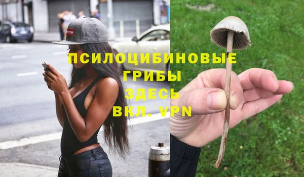 стаф Пересвет